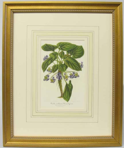 Six framed hand-colored lithographs