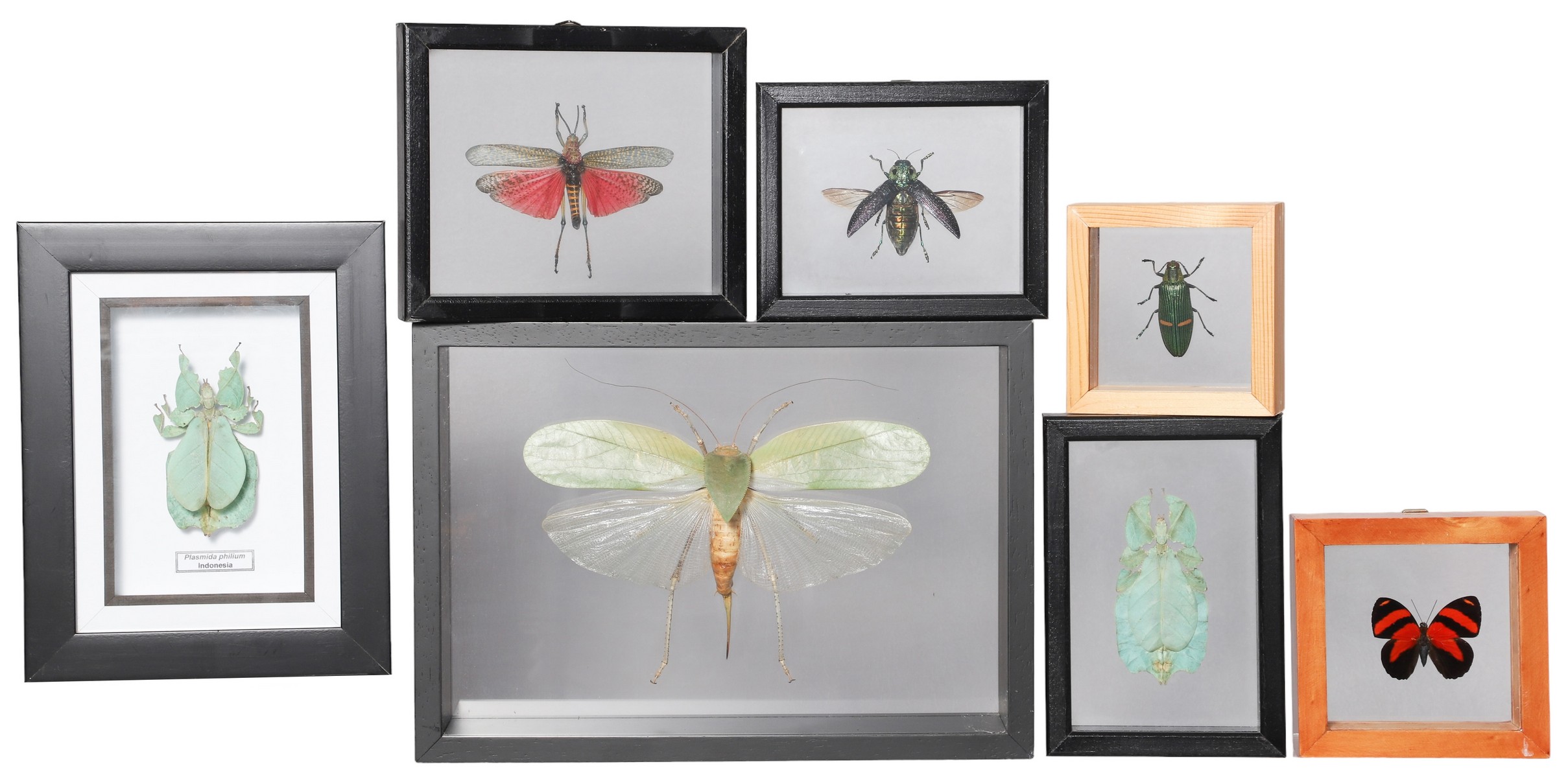 (7) Framed & mounted insects, largest