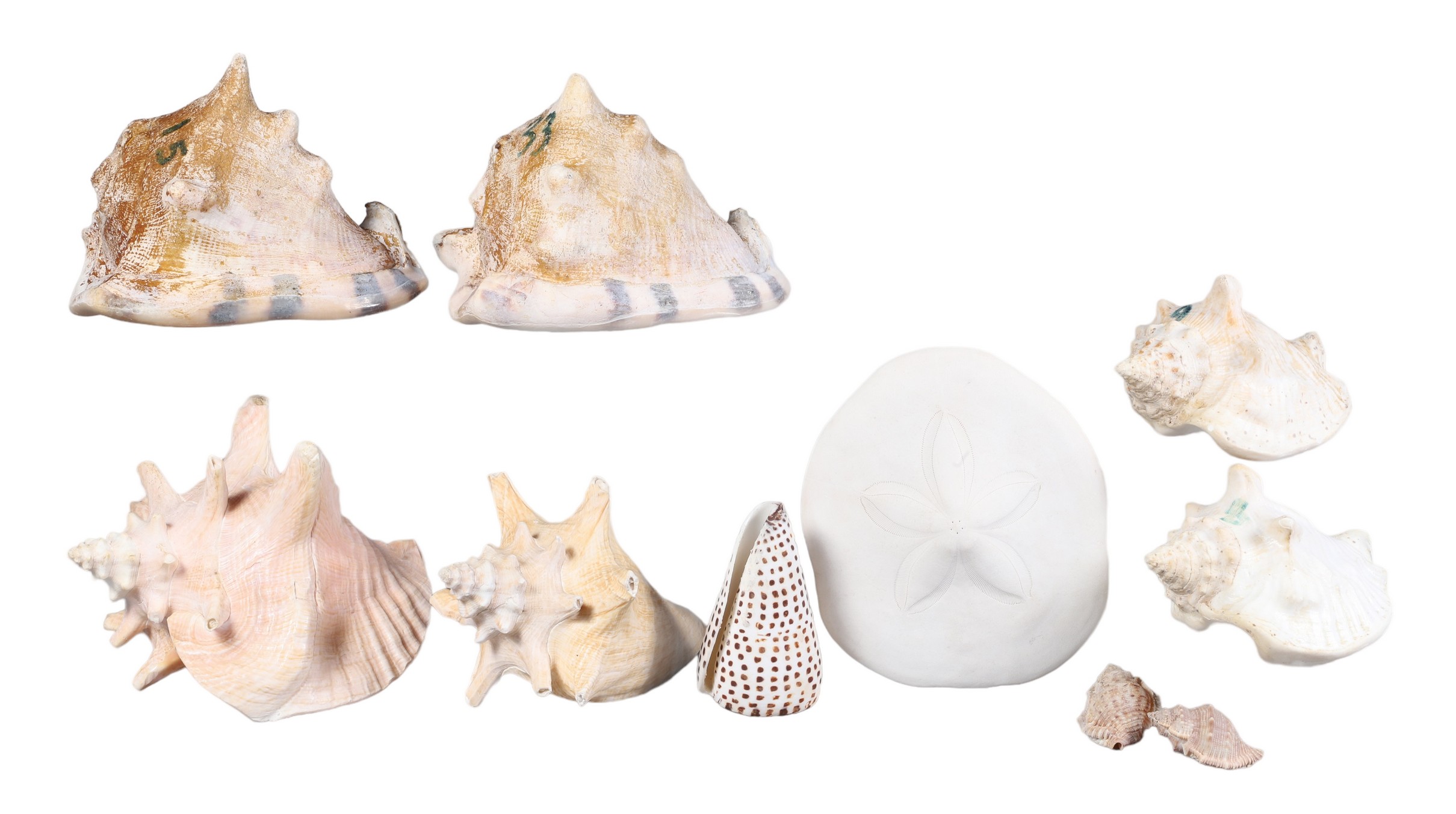 (10) Sea creatures, c/o (8) conch