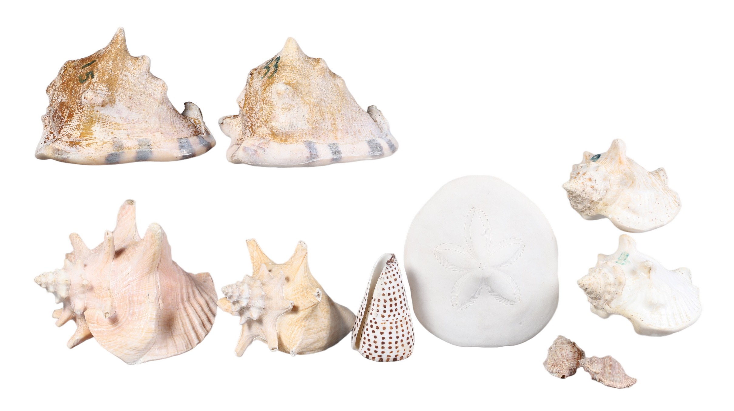  10 Sea creatures c o 8 conch 2e0c9e