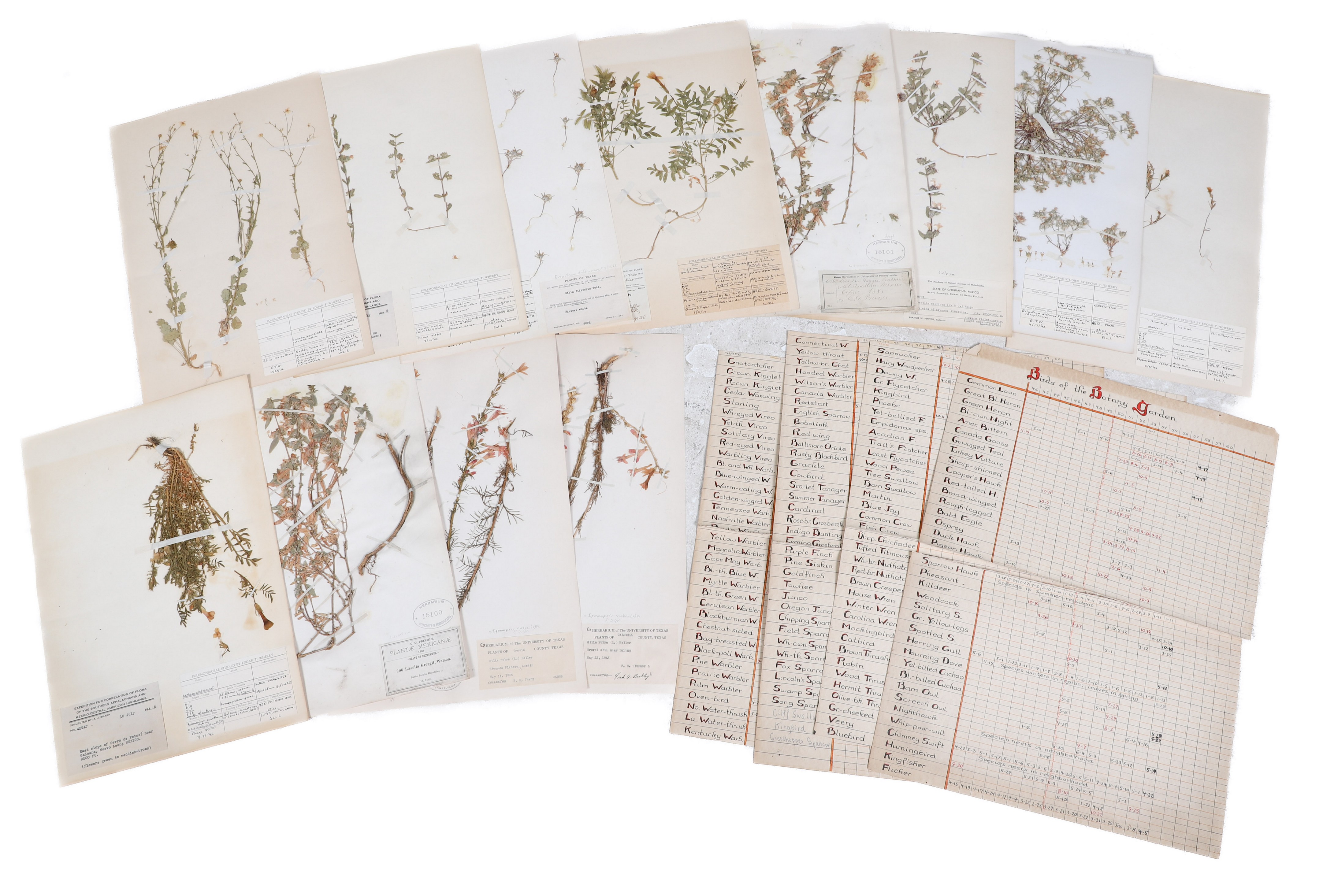19th C Botanical samples and records