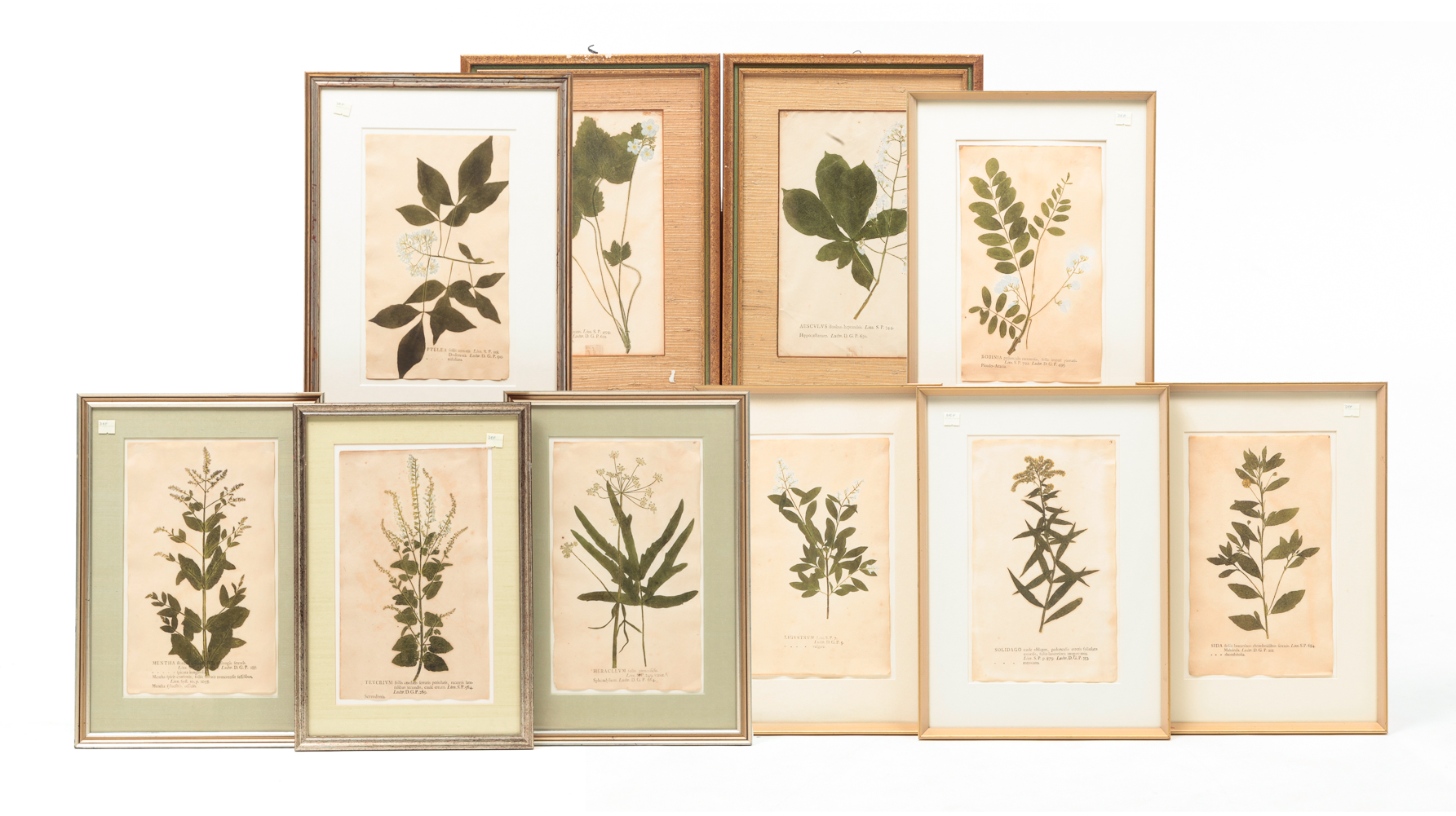 TEN EUROPEAN BOTANICAL PRINTS  2dfaba