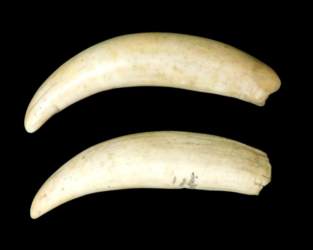 TWO UNDECORATED WALRUS TUSKS, 19TH