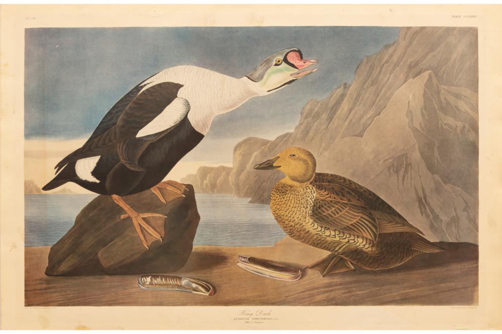 AFTER JOHN JAMES AUDUBON AMERICAN  2e2ecc