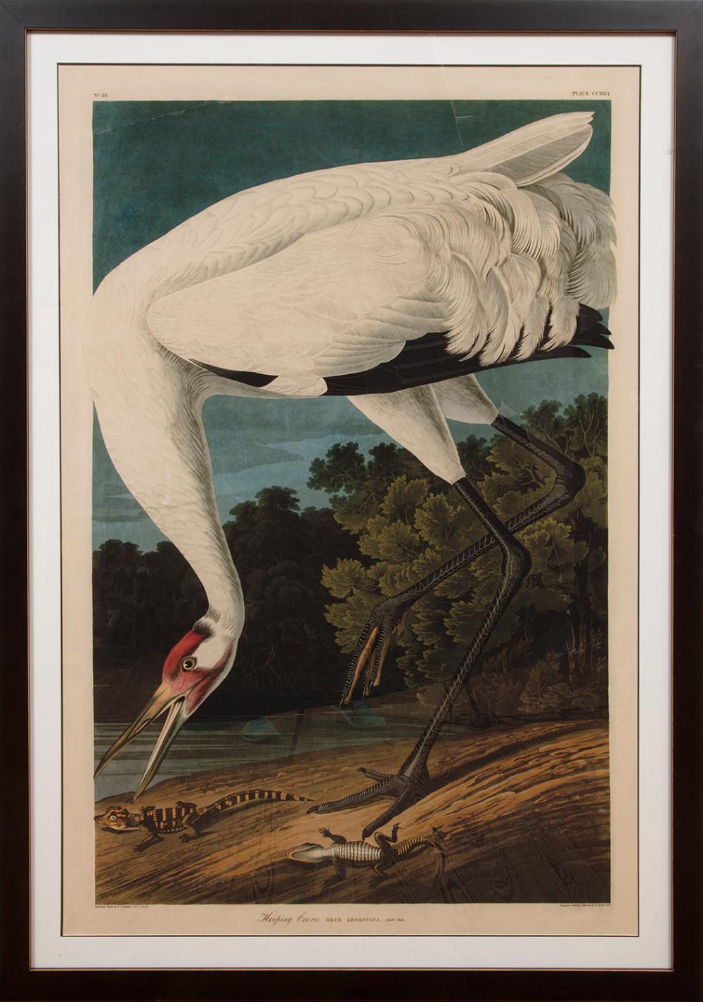 AFTER JOHN JAMES AUDUBON (AMERICAN,