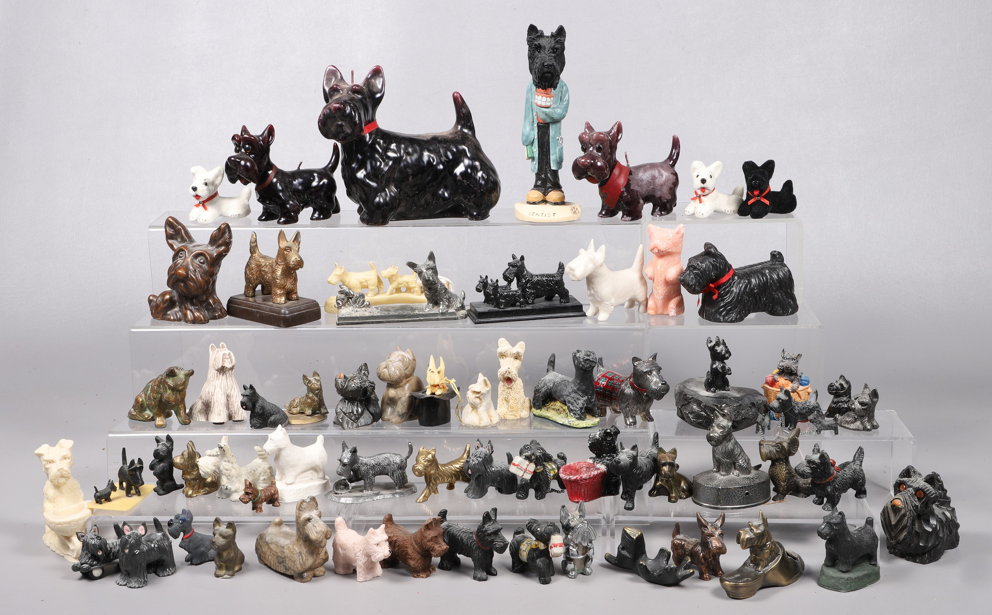 (50+) Scottish Terrier (Scotty)