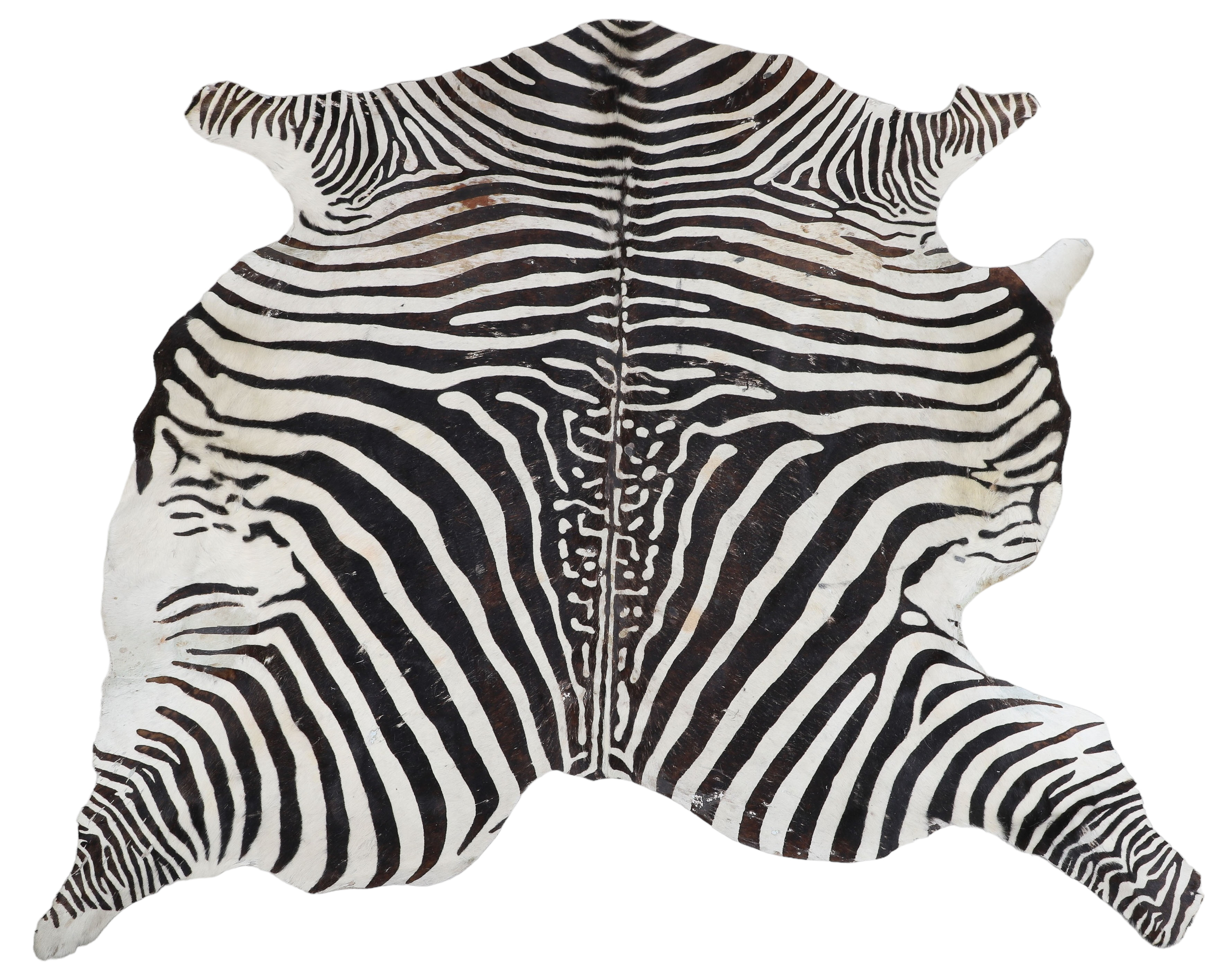A free form zebra hair rug, 60L x 78