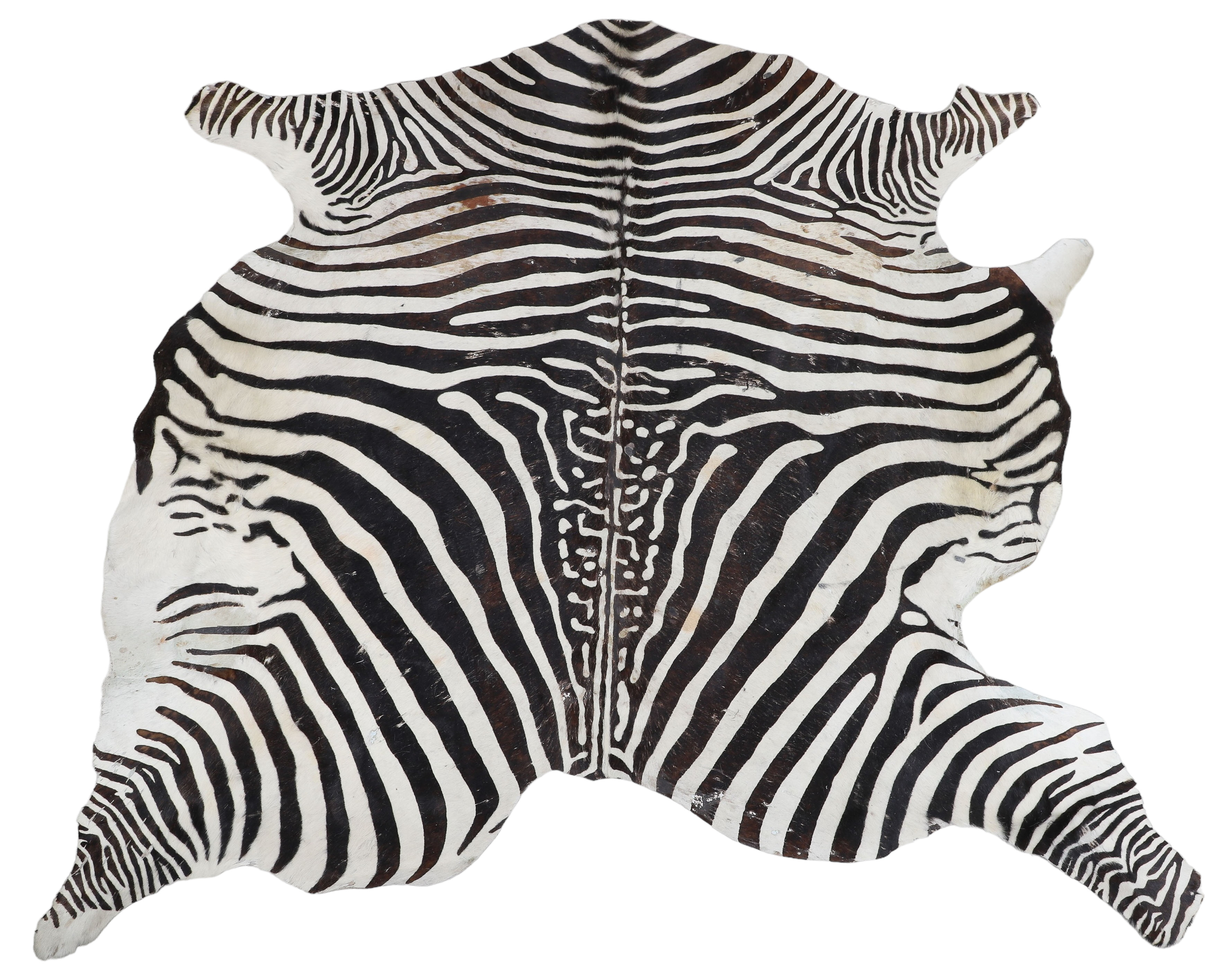 A free form zebra hair rug, 60"L