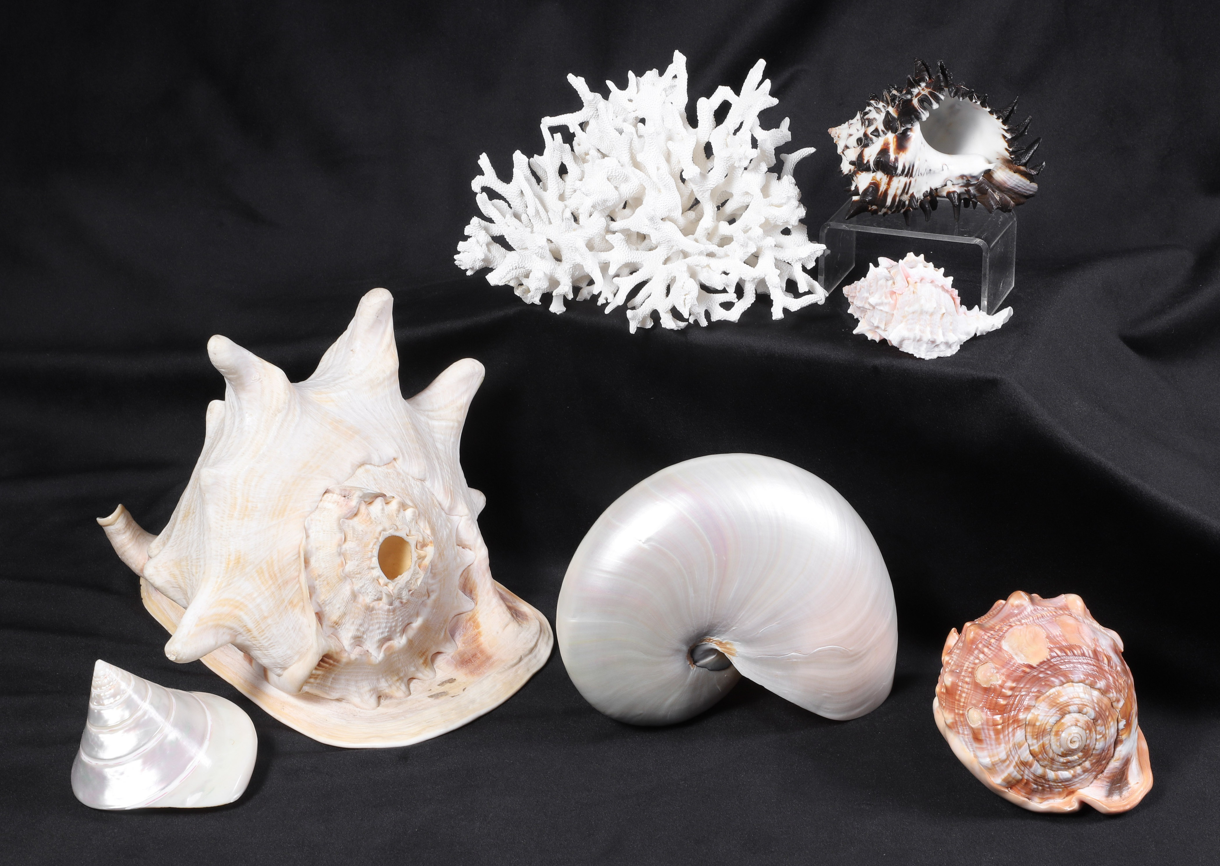 (7) Seashells & coral, largest 9-1/2