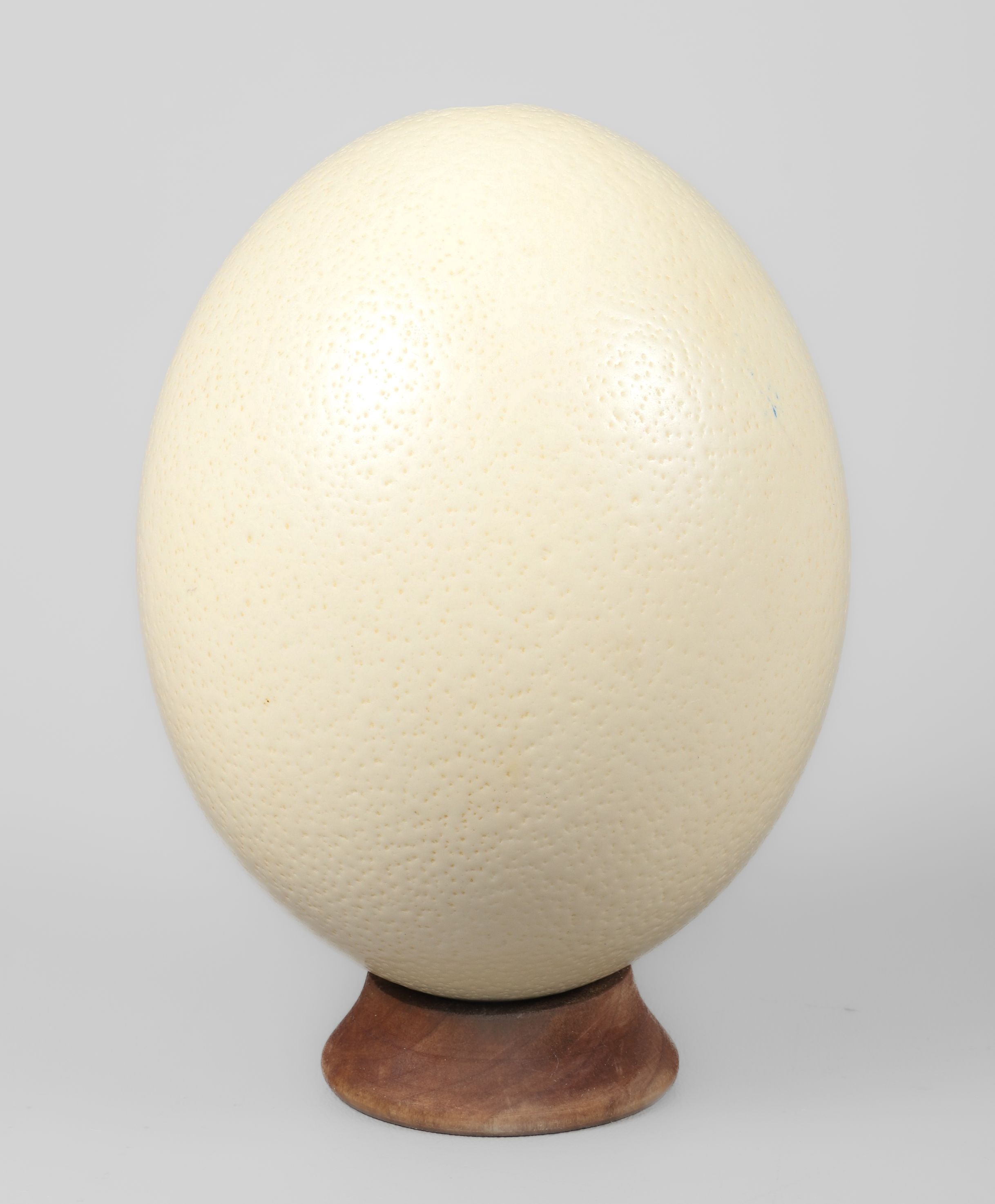 Ostrich egg with wood stand, 7 h overall