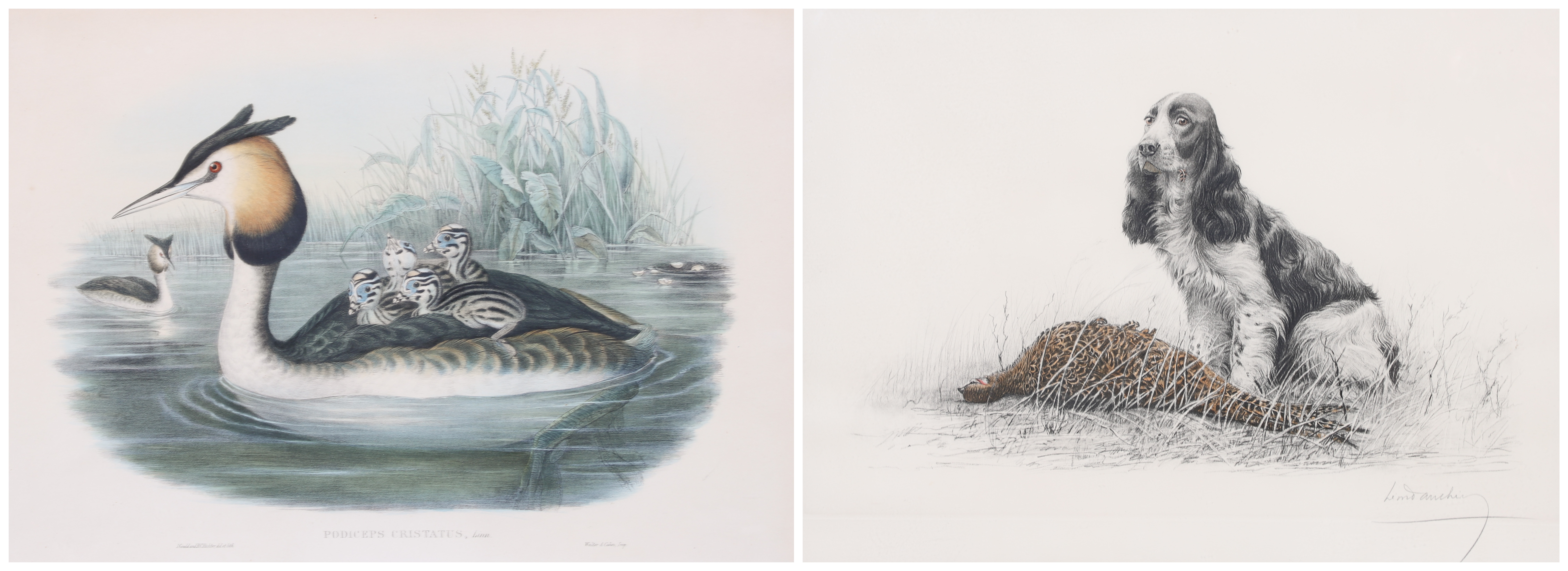 (2) John Gould & Leon Danchin prints,