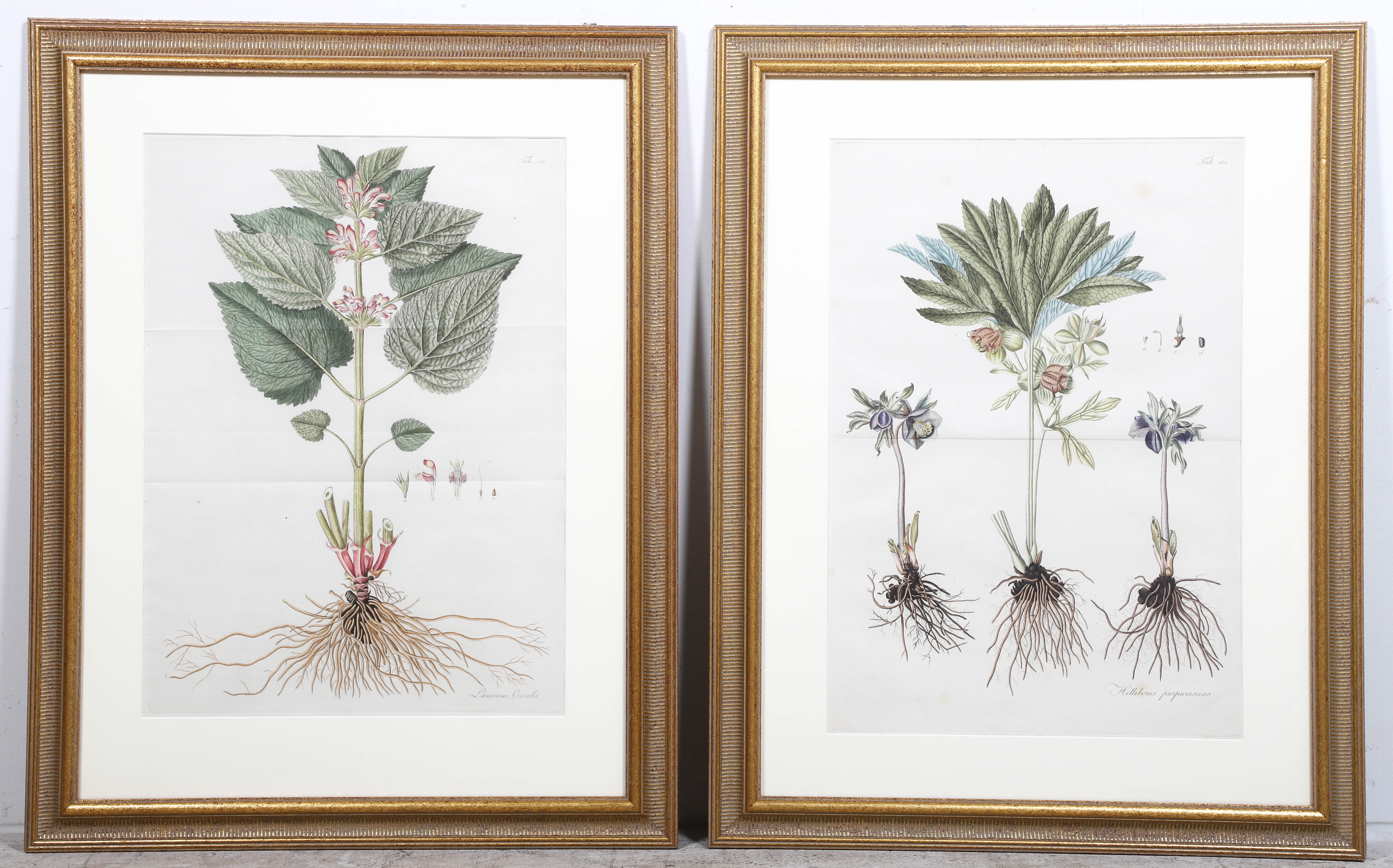 (2) Circa 1800 botanical engravings