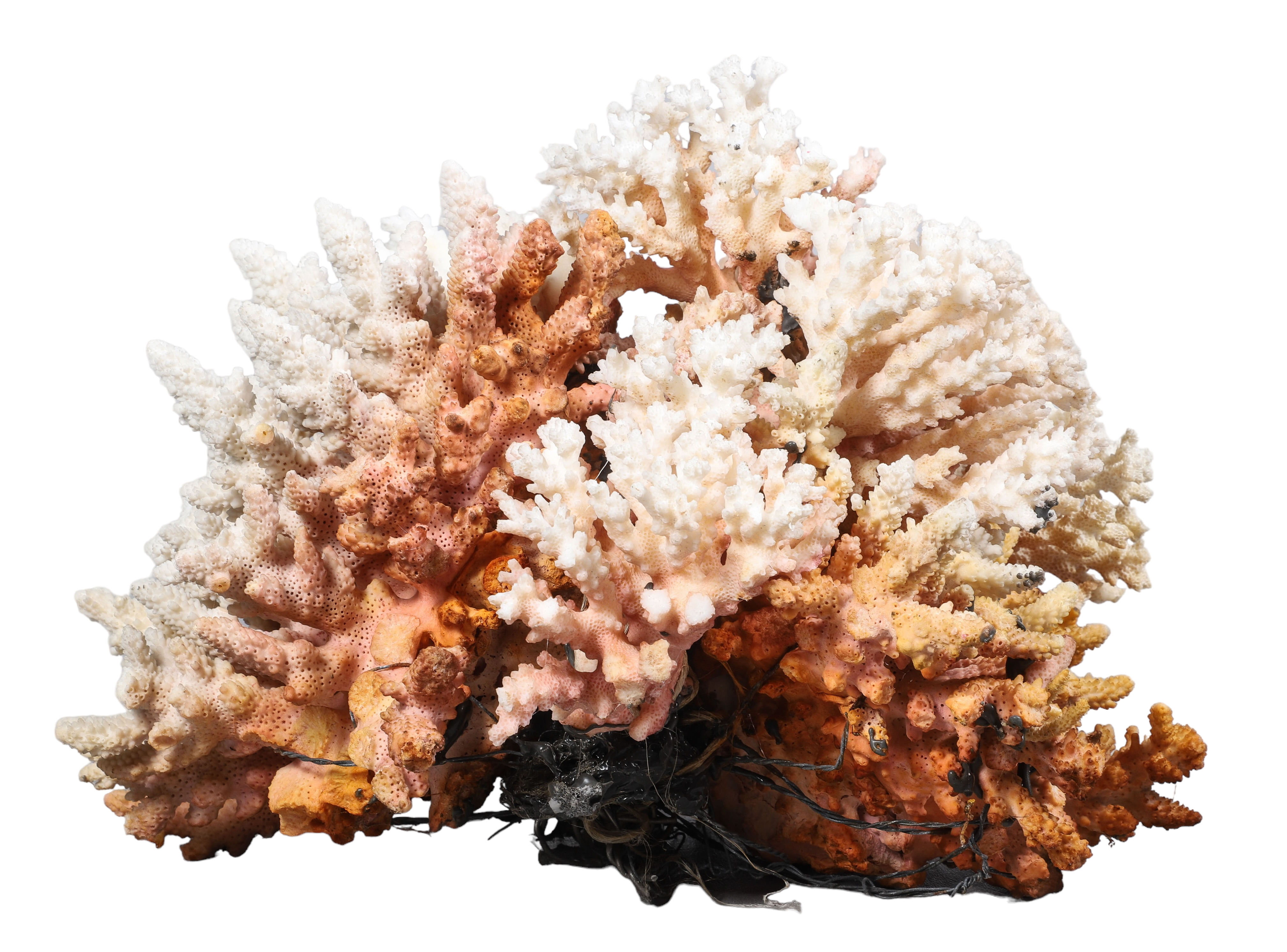Large natural coral cluster, approx