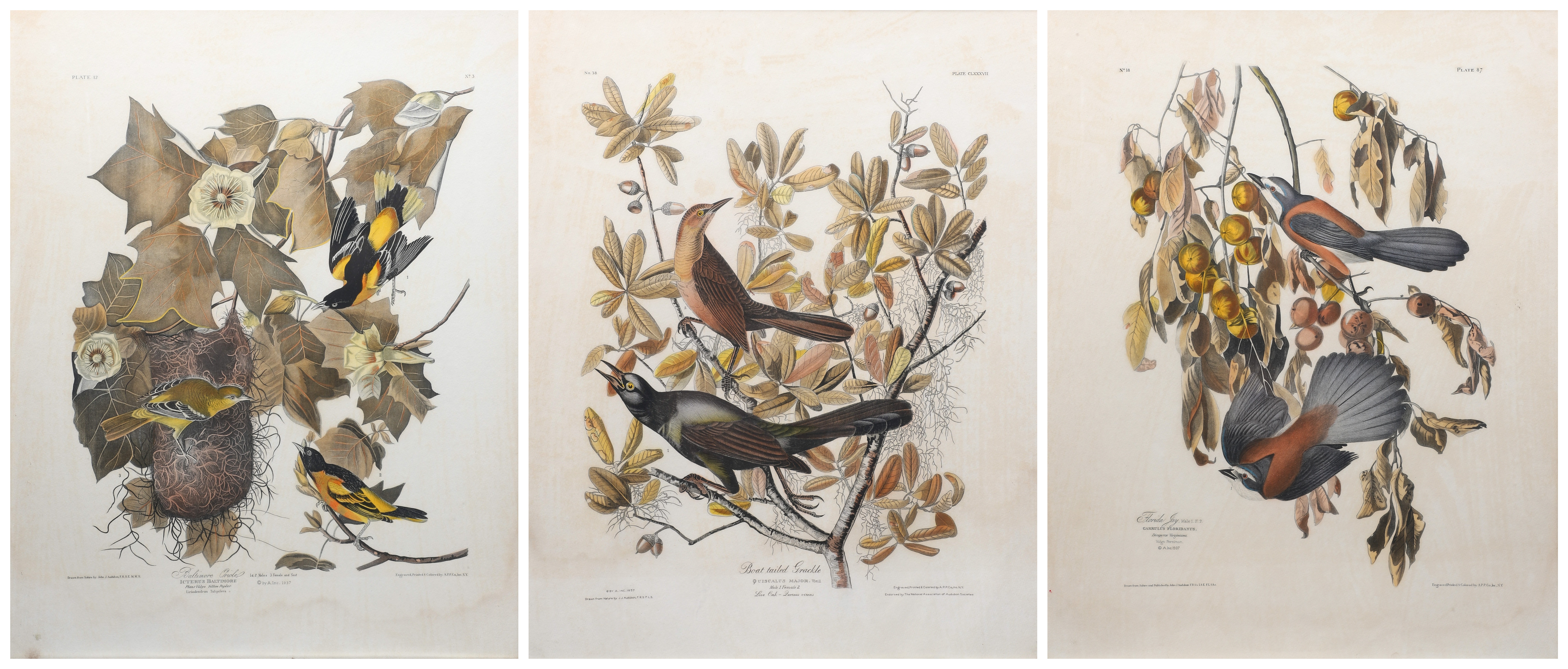 (3) Hand Colored Bird Prints in