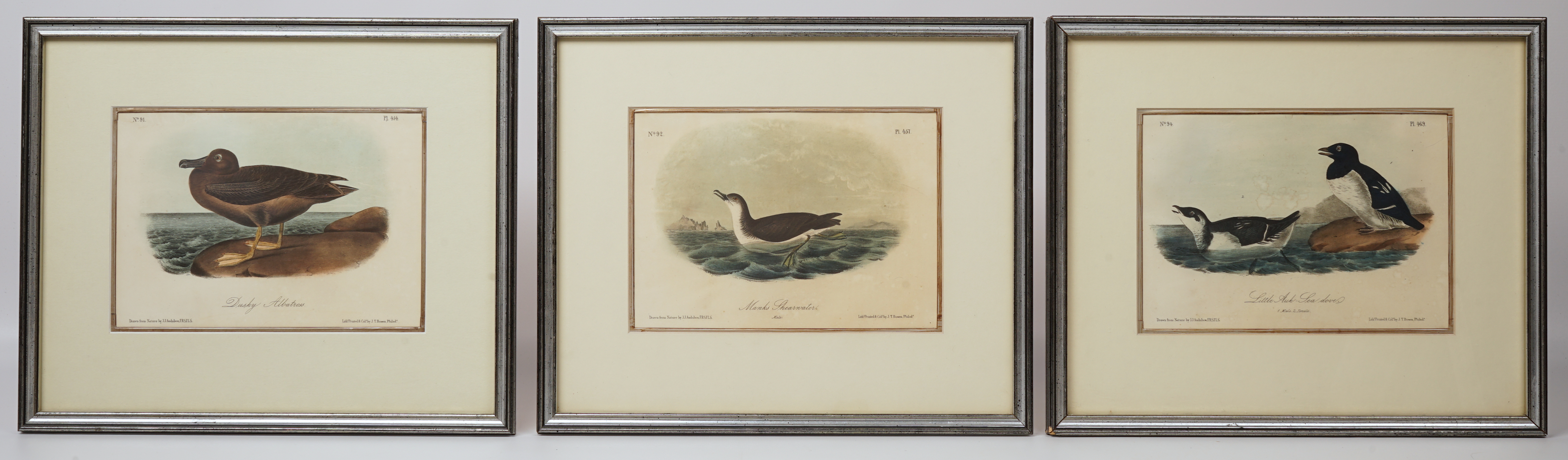 (3) Shore bird lithographs, drawn