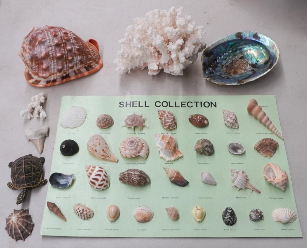 COLLECTION OF SEASHELLSCollection of