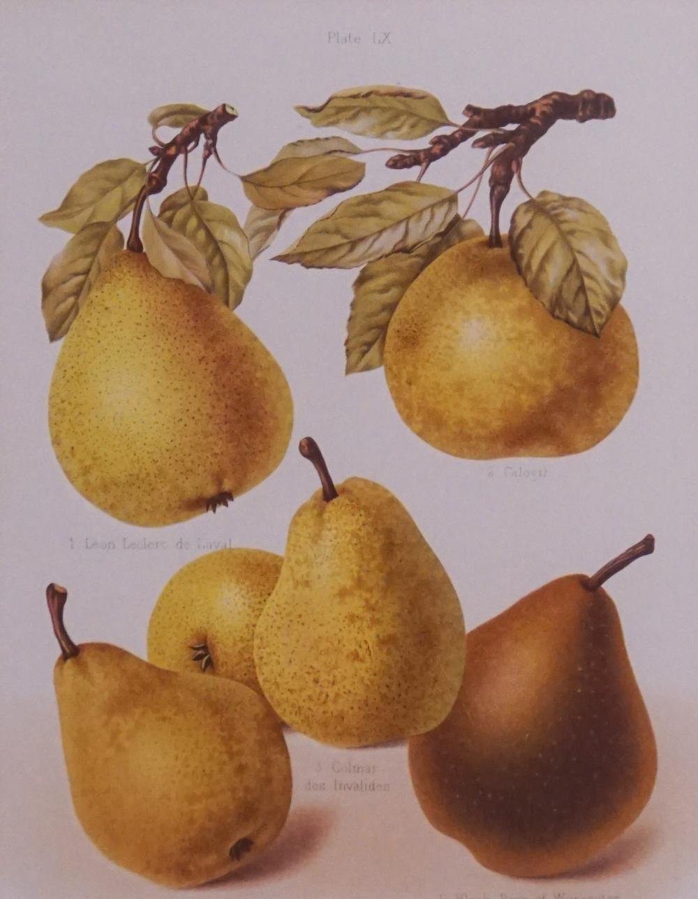 AFTER G SEVEREYNS, FIVE PEARS, CHROMOLITHOGRAPH,