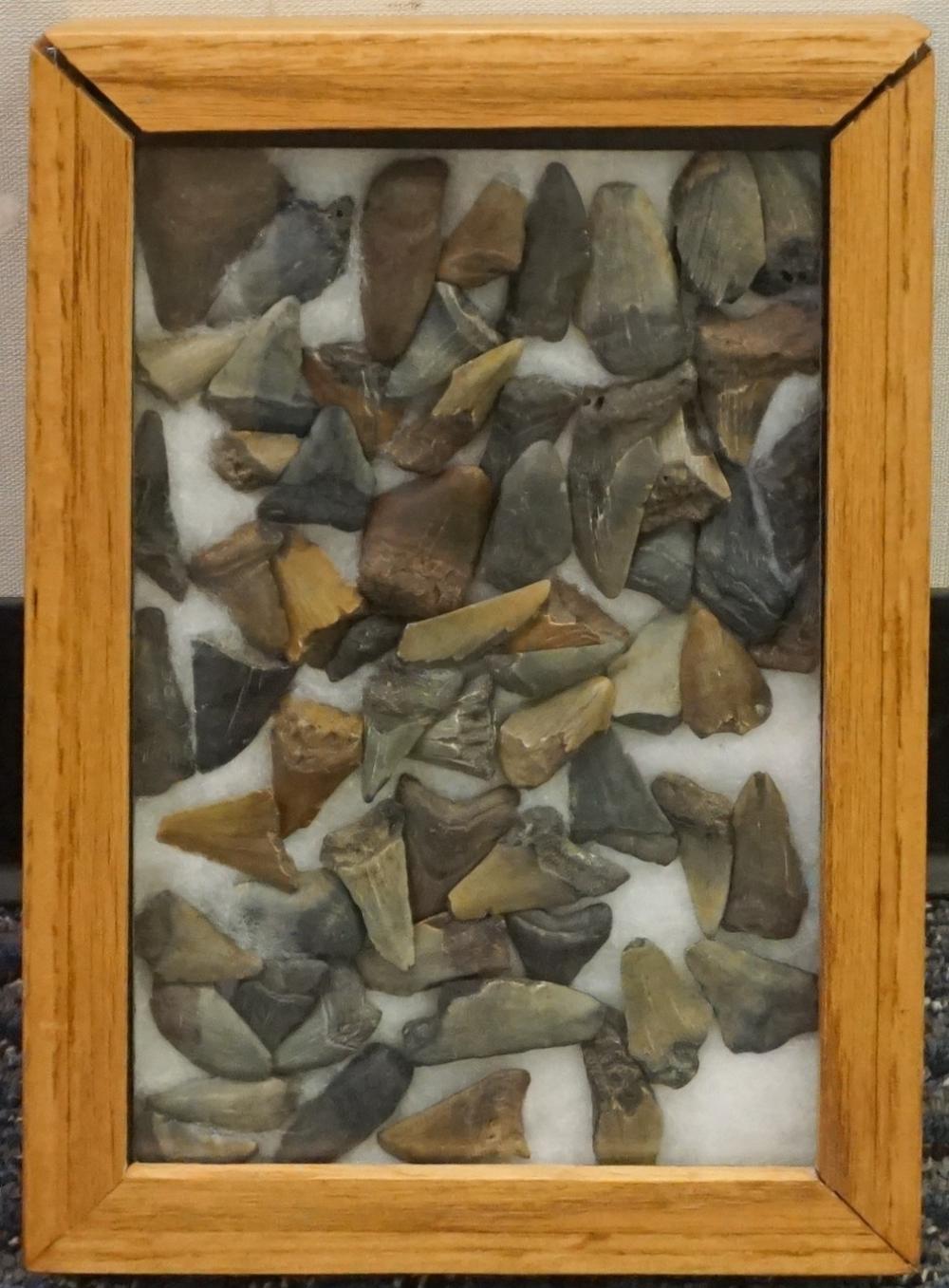 COLLECTION OF FOSSILIZED TEETHCollection 2e45cb