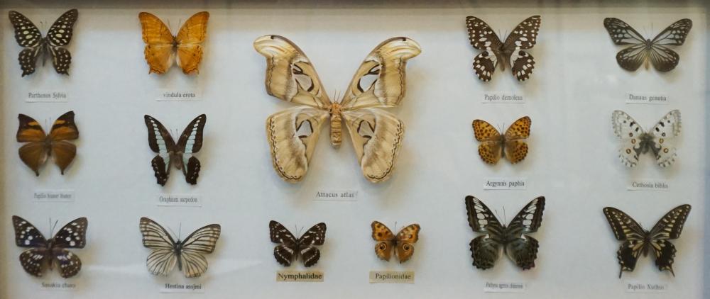 GROUP OF FIFTEEN BUTTERFLY SPECIMENS