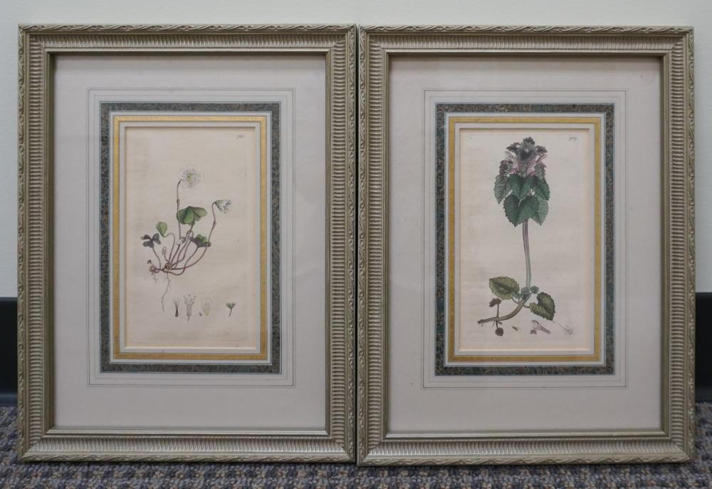 PAIR OF BOTANICAL PRINTS, FRAME