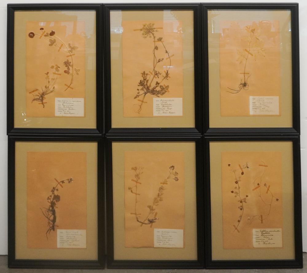 SIX FRAMED PRESSED PLANT SPECIMENS,