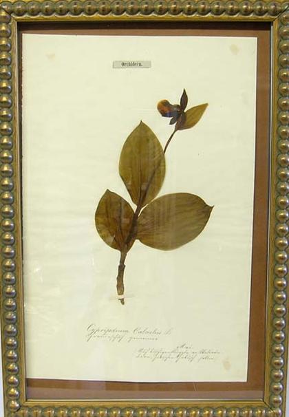 Eight framed and mounted botanical
