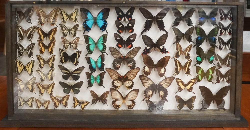 BUTTERFLY SPECIMEN DISPLAY, FRAME: