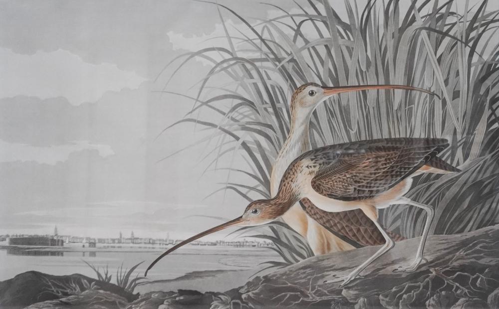 AFTER JOHN JAMES AUDUBON (AMERICAN