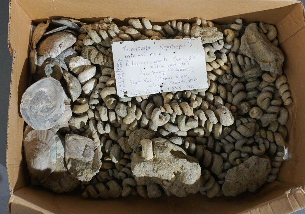 COLLECTION OF ASSORTED FOSSILSCollection