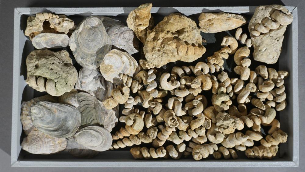 COLLECTION OF ASSORTED FOSSILSCollection 2e844f