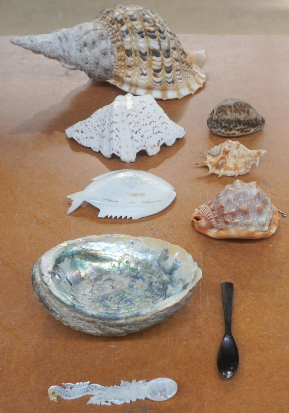 GROUP OF SEASHELLS AND MOTHER OF PEARL 2e6d9a