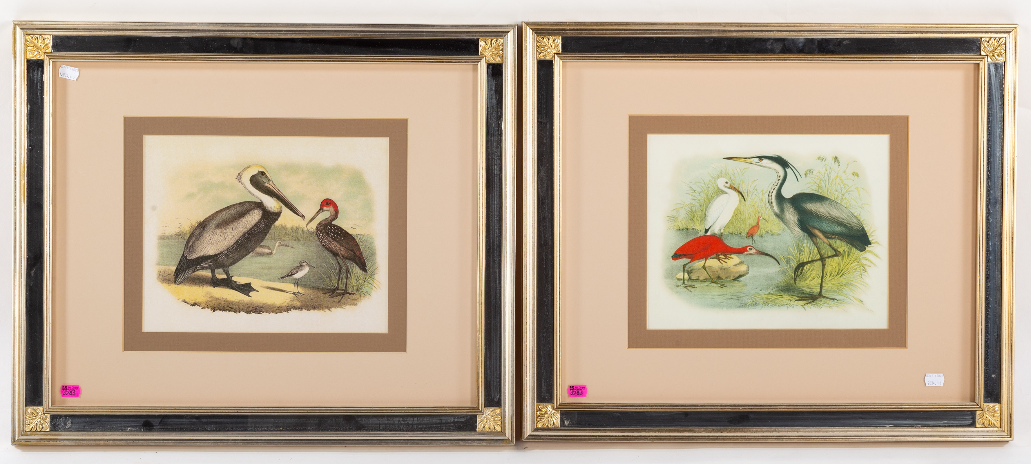 A PAIR OF FRAMED ORNATHOLOGICAL 2e9ad4