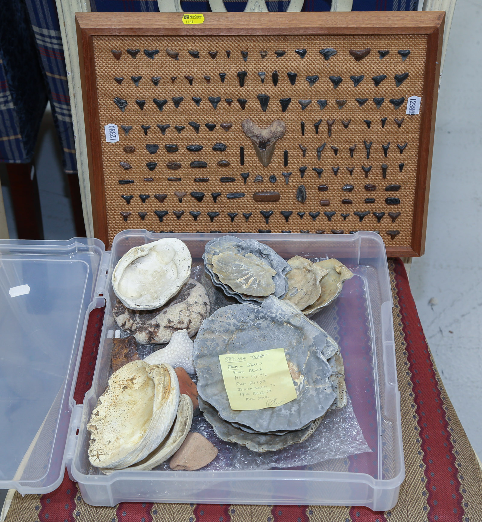 SELECTION OF FOSSILS & ARTIFACTS