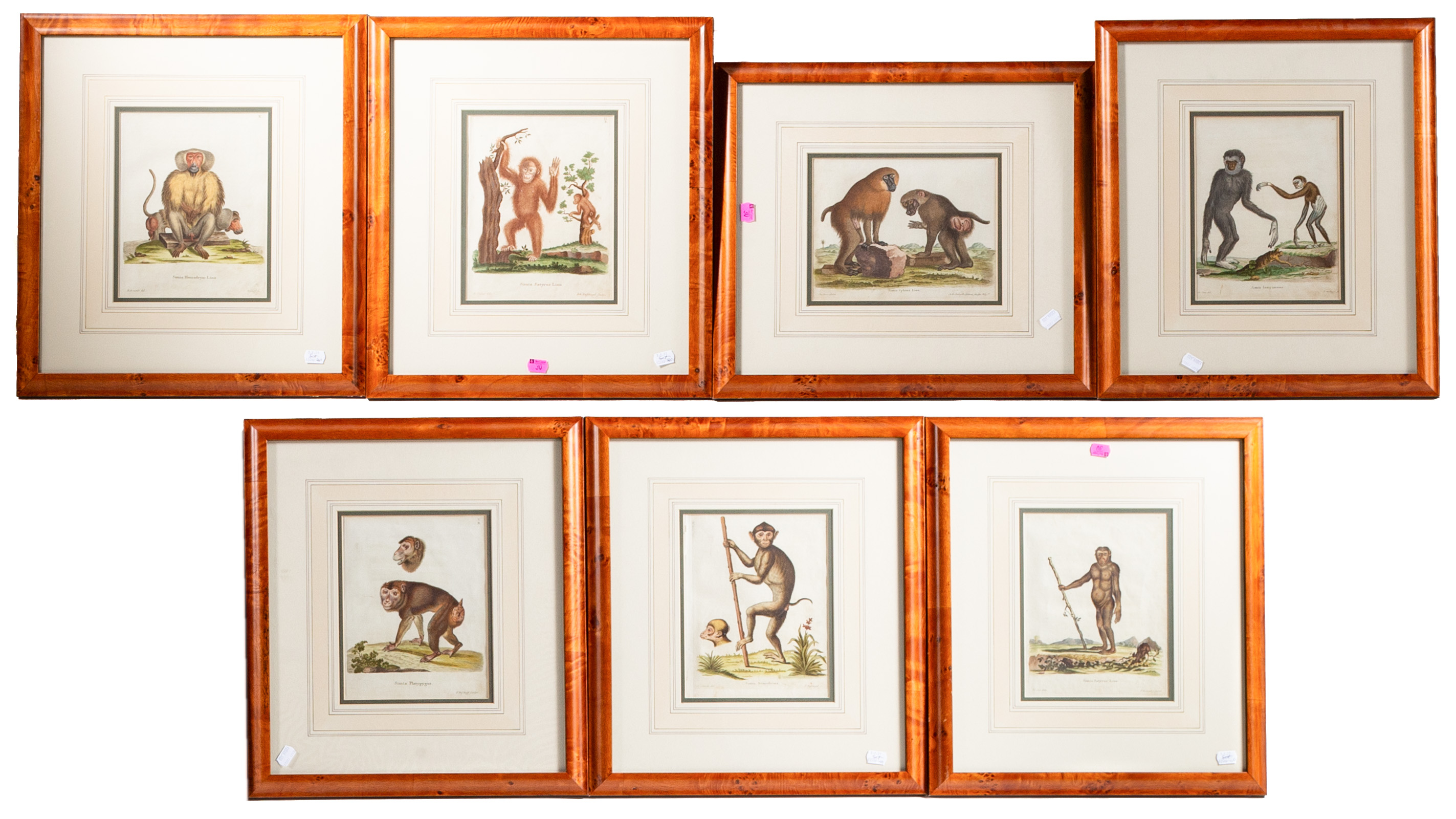 SEVEN ANTIQUE MONKEY BABOON PRINTS 2ea7ee