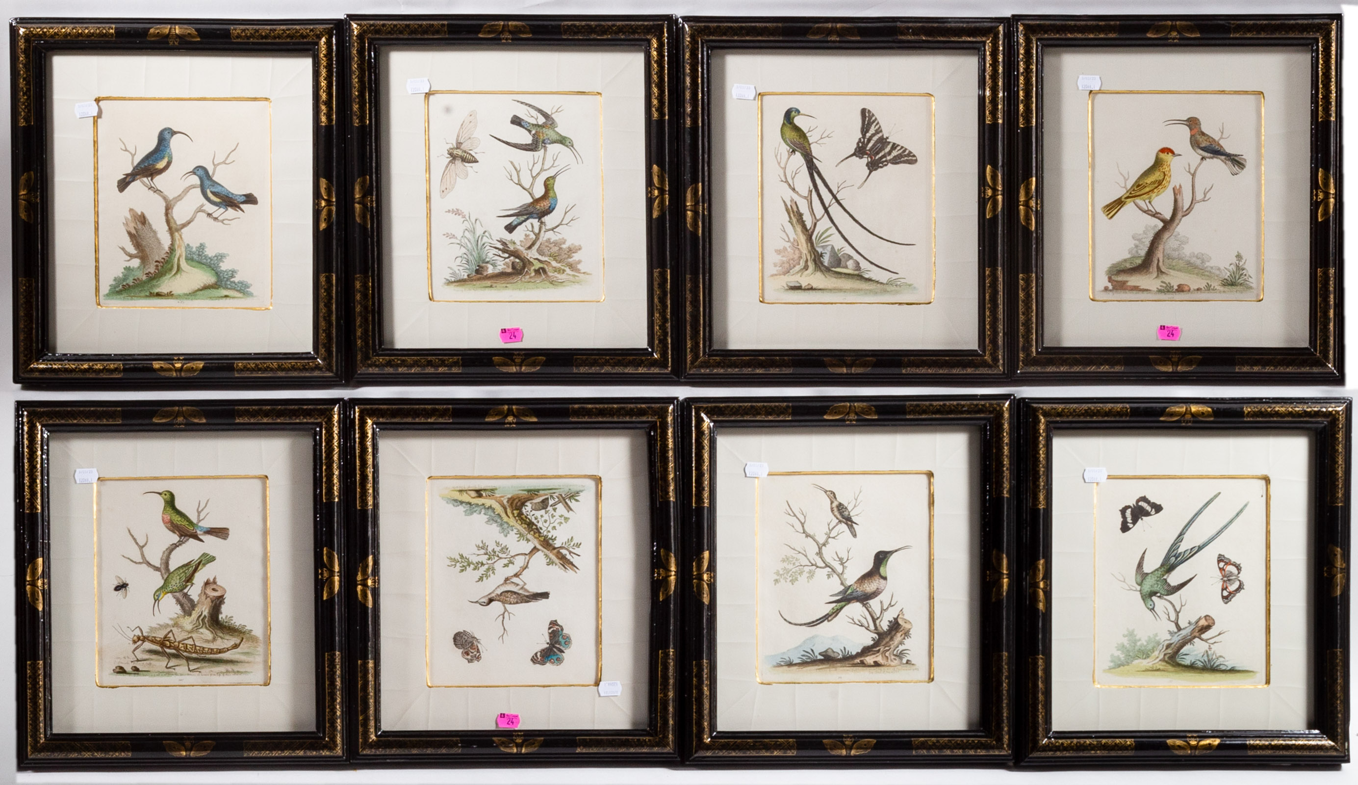 EIGHT ORNITHOLOGICAL PRINTS Colored 2ea7e8