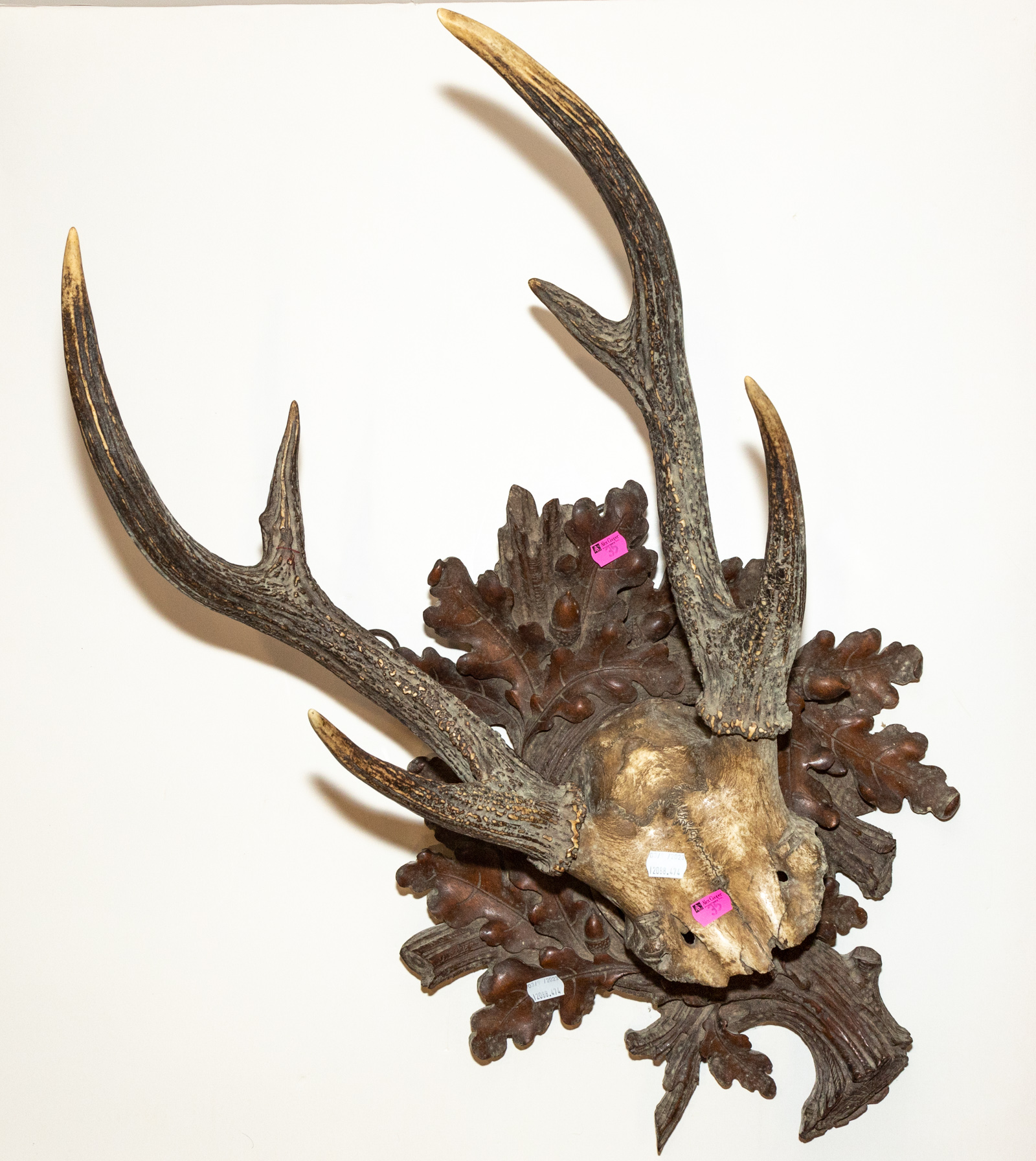 BLACK FOREST ANTLER TROPHY Real