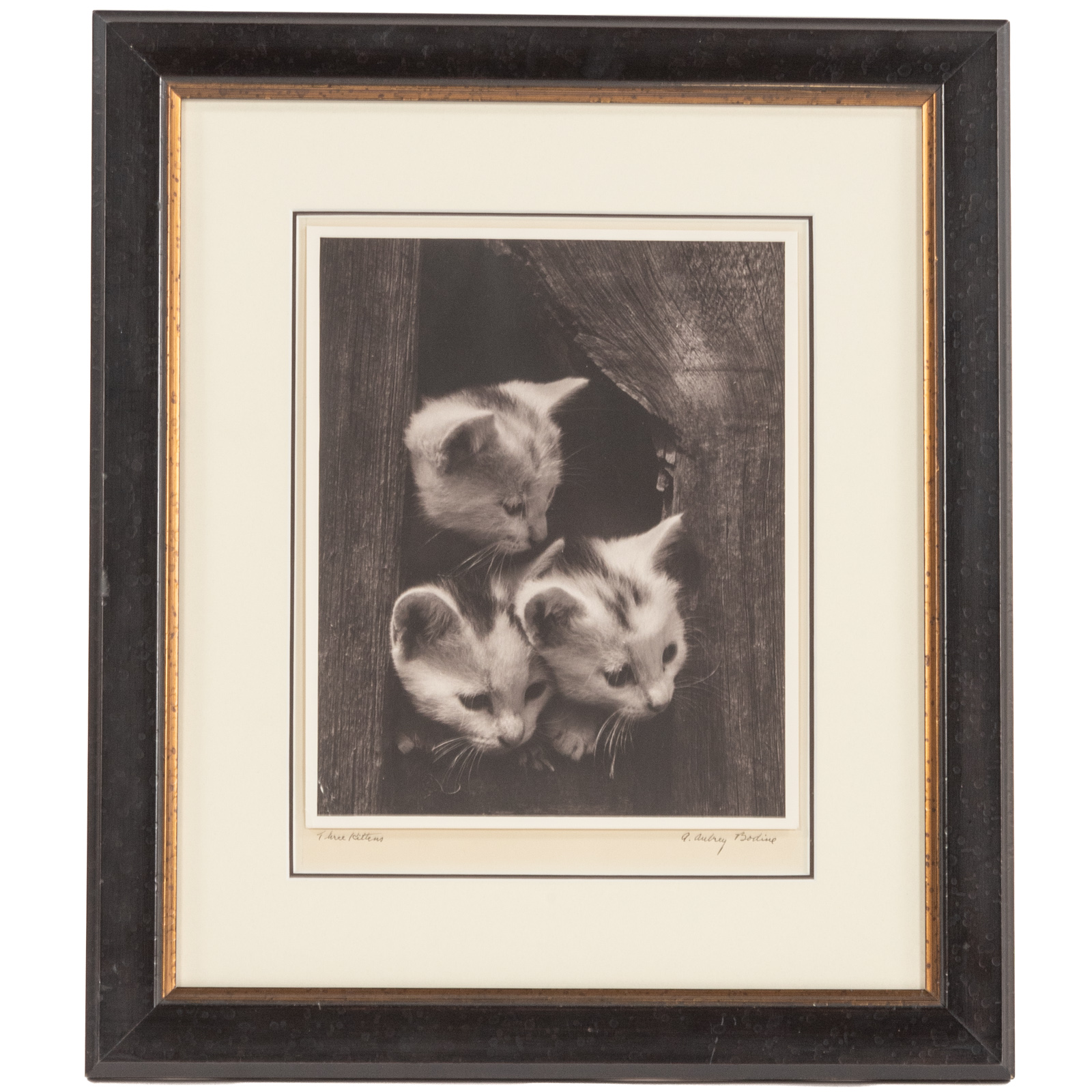 A. AUBREY BODINE. "THREE KITTENS,"