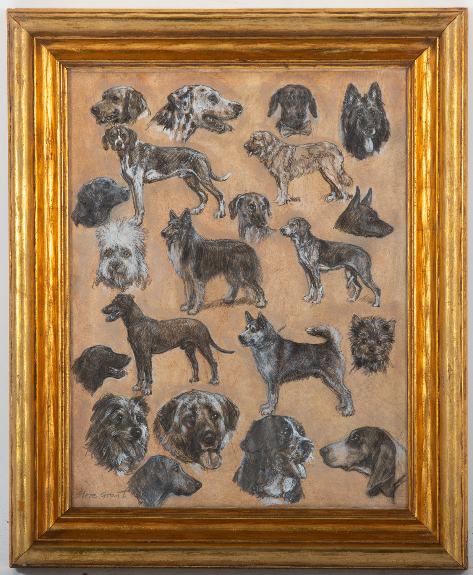 STERE GRANT. STUDIES OF DOGS, MIXED