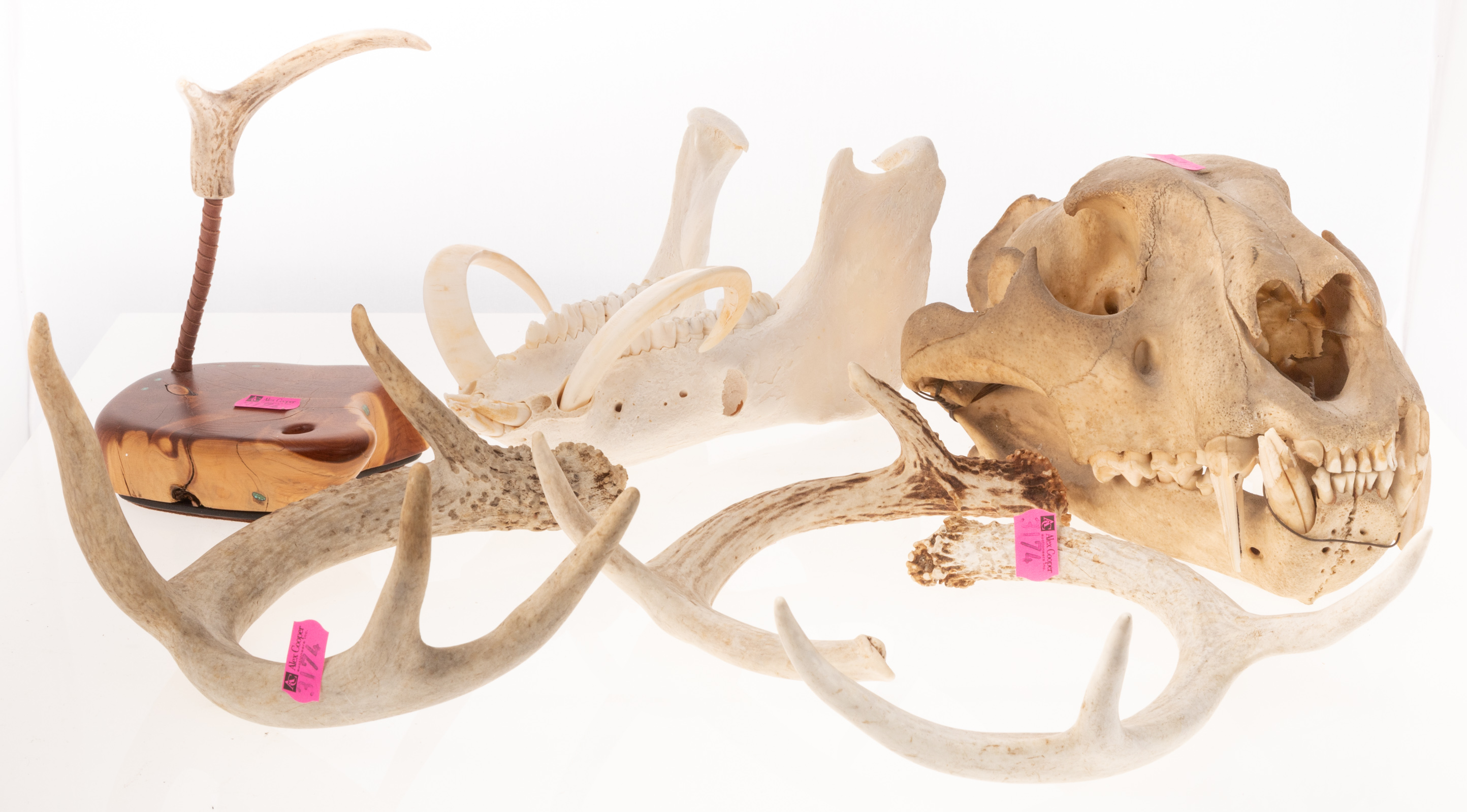 ANIMAL SKULLS & ANTLERS Includes big