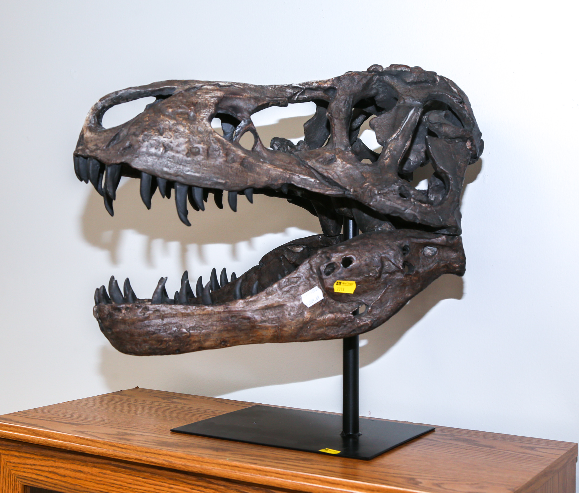 COMPOSITION T REX SKULL ON STAND 2e9787