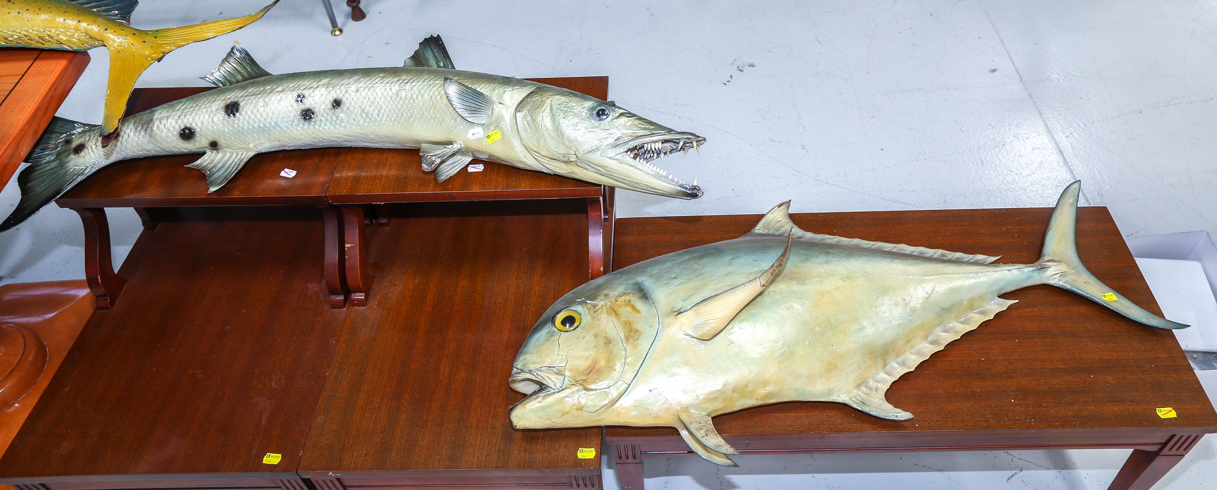 TWO FISH WALL MOUNTS Including a tuna,