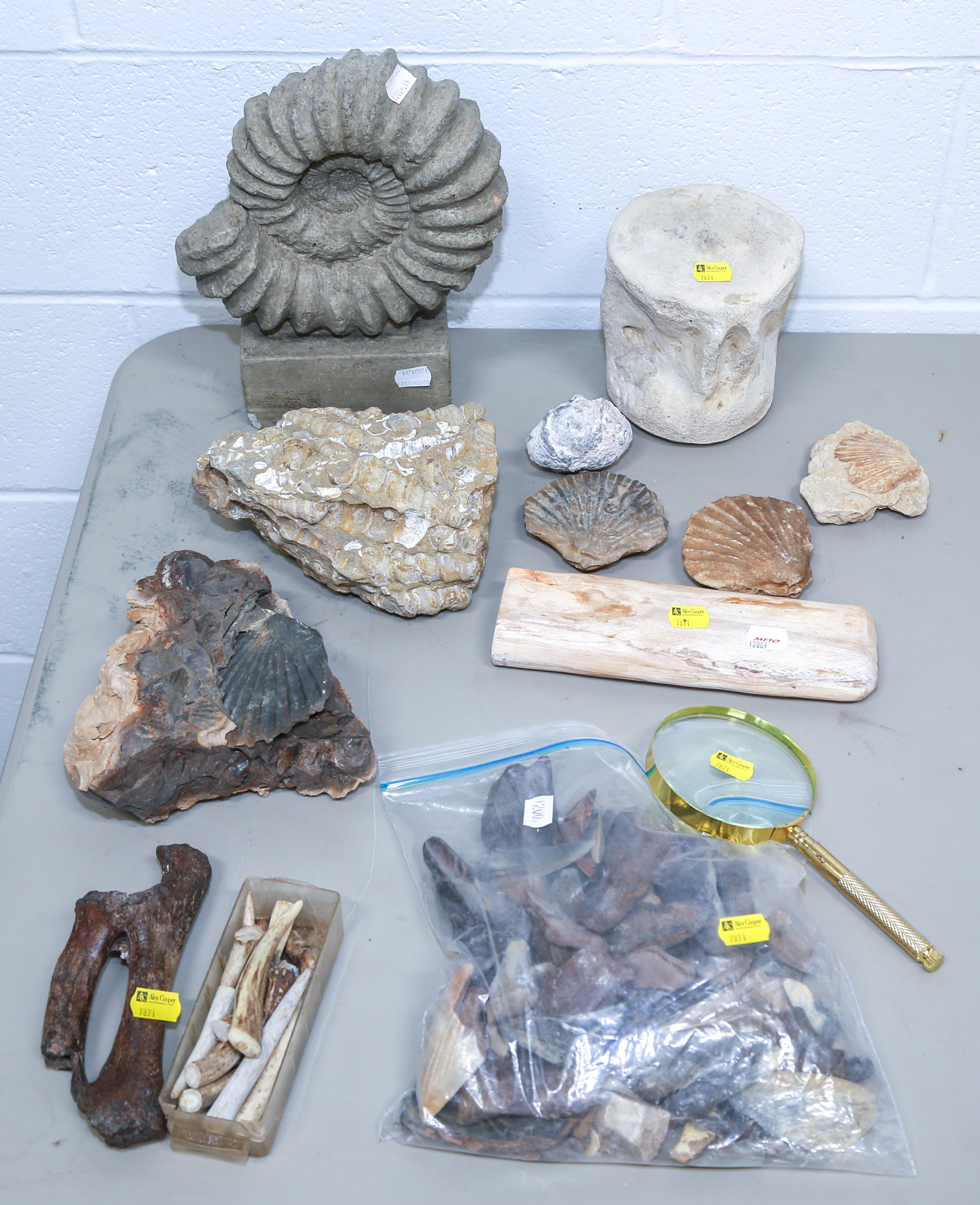 ASSORTMENT OF FOSSILS Including