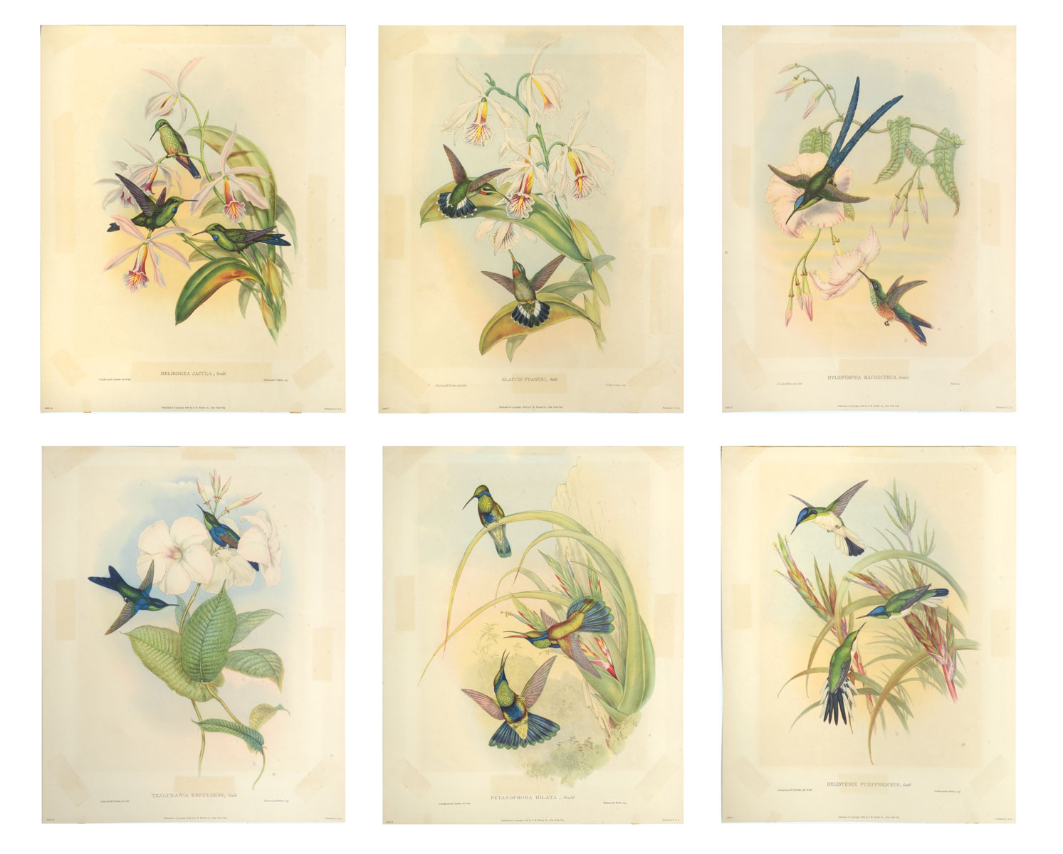 SIX GOULD HUMMINGBIRD LITHOGRAPHS: Matted