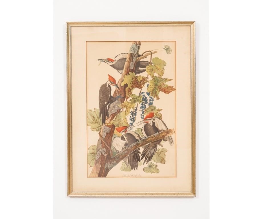 Audubons Pileated Woodpecker lithograph,