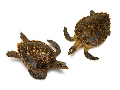 Two sea turtles models    Both natural
