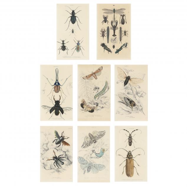 EIGHT ANTIQUE INSECT PRINTS FROM 2ef437