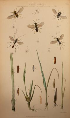 Curtis (J) Farm Insects, 1860, , 8vo,