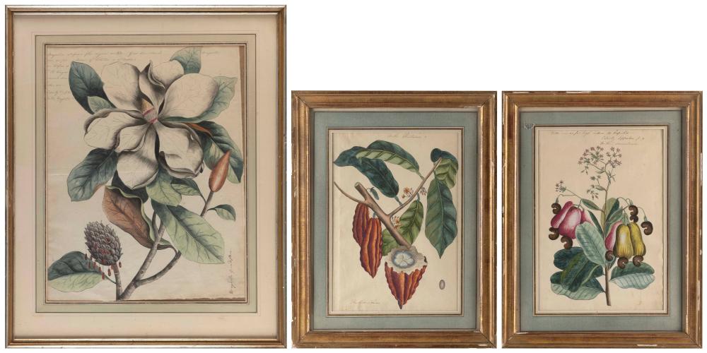 SET OF THREE BOTANICAL DRAWINGS 2f1998