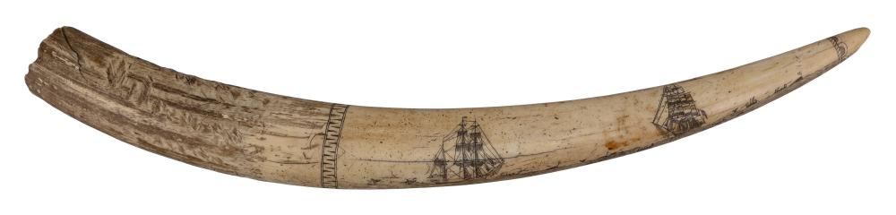 SCRIMSHAW WALRUS TUSK LATE 19TH