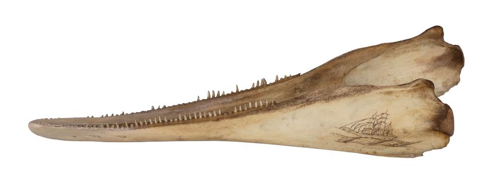 DOLPHIN JAW BONE LATE 19TH CENTURY 2f1ae4